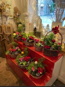 Festive Indoor Christmas Planter